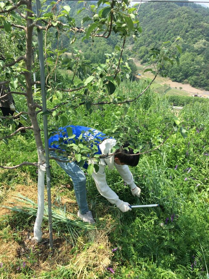 170513 제천 수곡리 농촌봉사활동