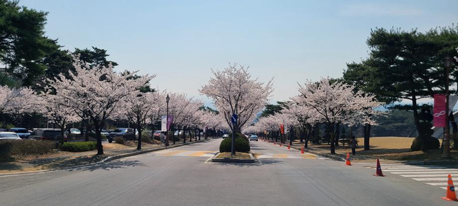 [세명대] 제천시 명물 세명대 벚꽃축제